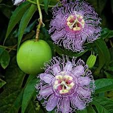 Maypop